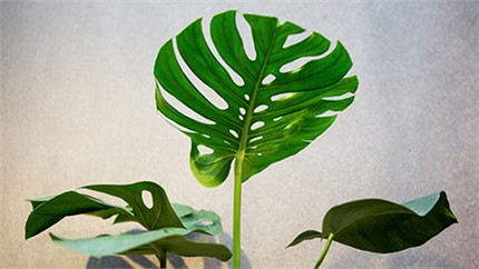 為什么在店里長得好好的植物，買回家就命都沒了？